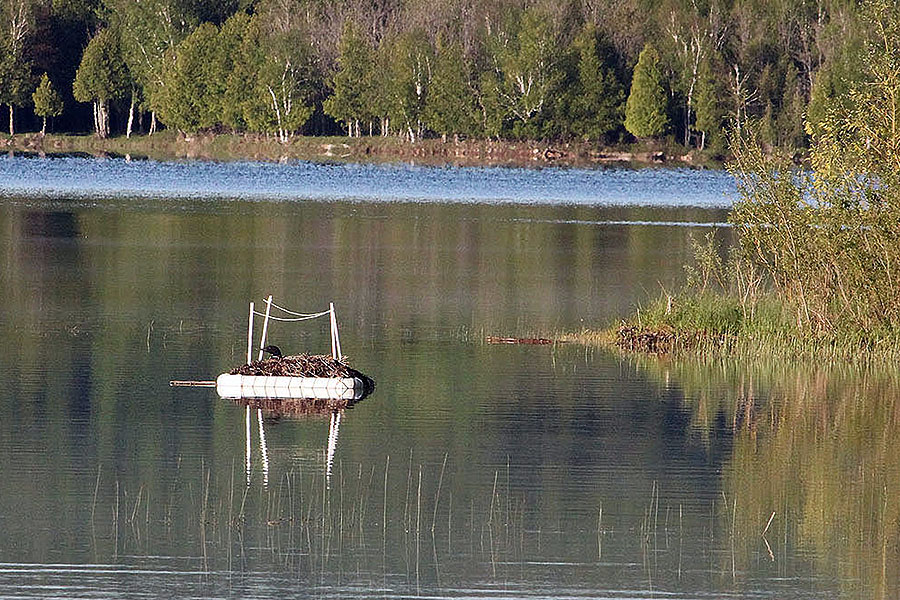 Loon Nest