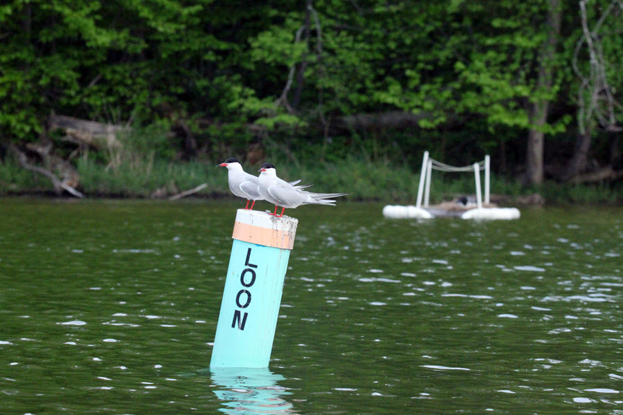 Terns on Buoy