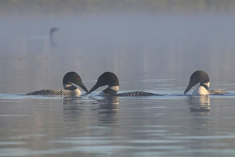Gathering of Loons