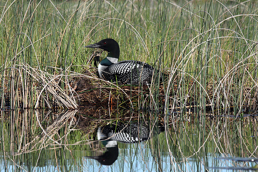 Loon On Nest