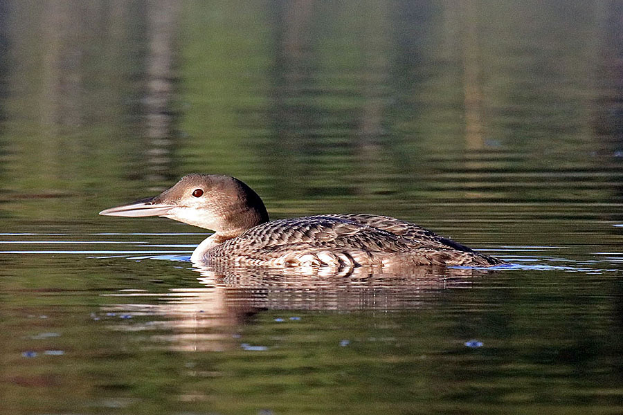 Juvenile Loon