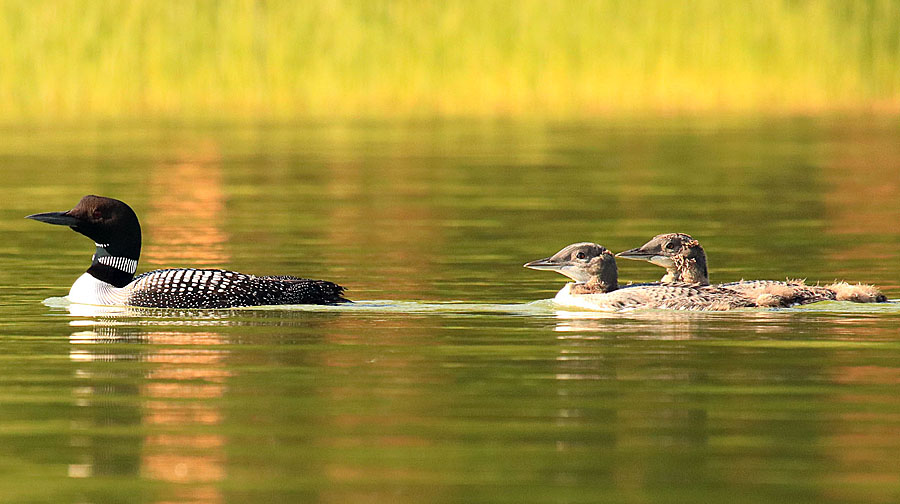 Loon family