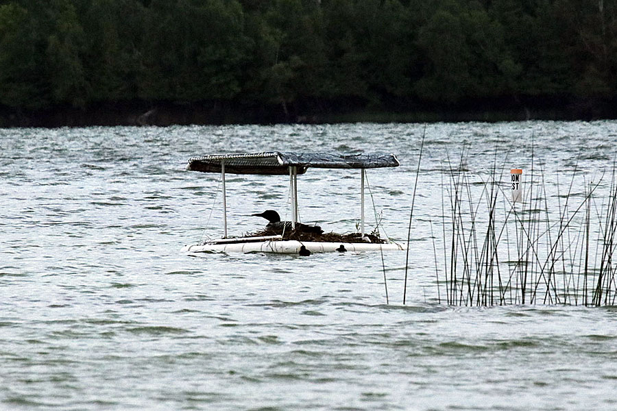 Loon on Nest