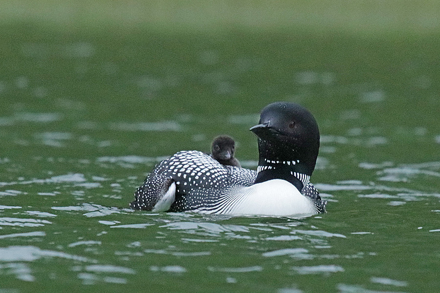 Loon & Chick