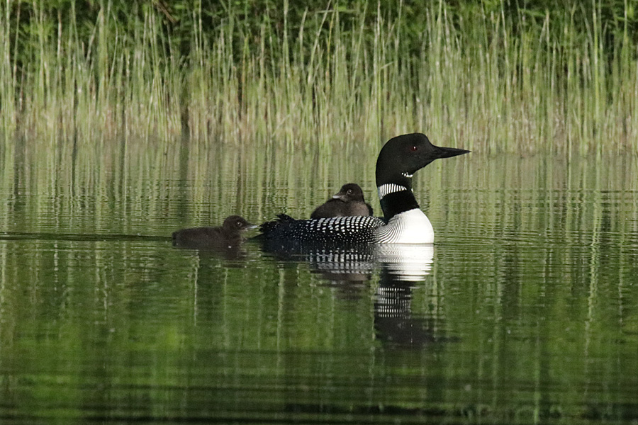 Loon & Chicks