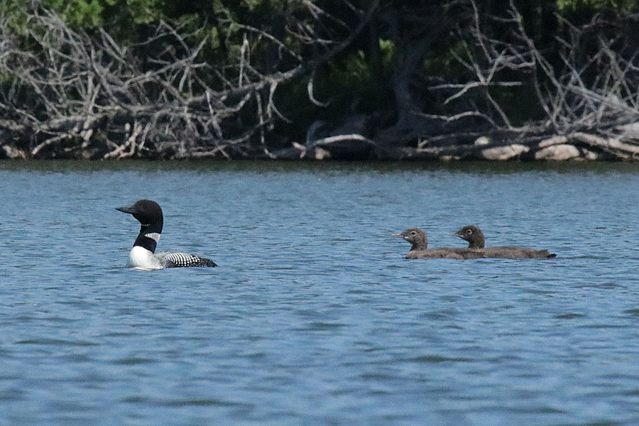 Loon & Chicks