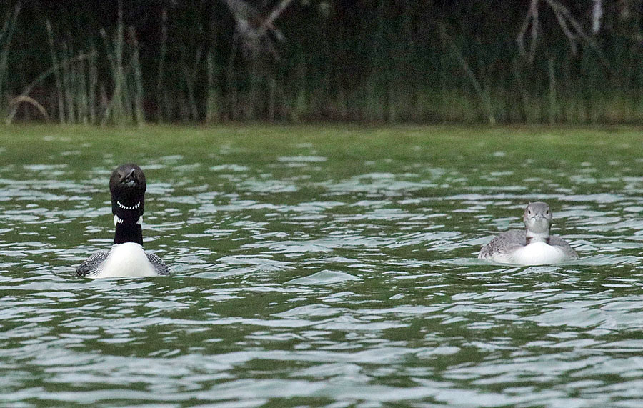 Loons-Looking at Me