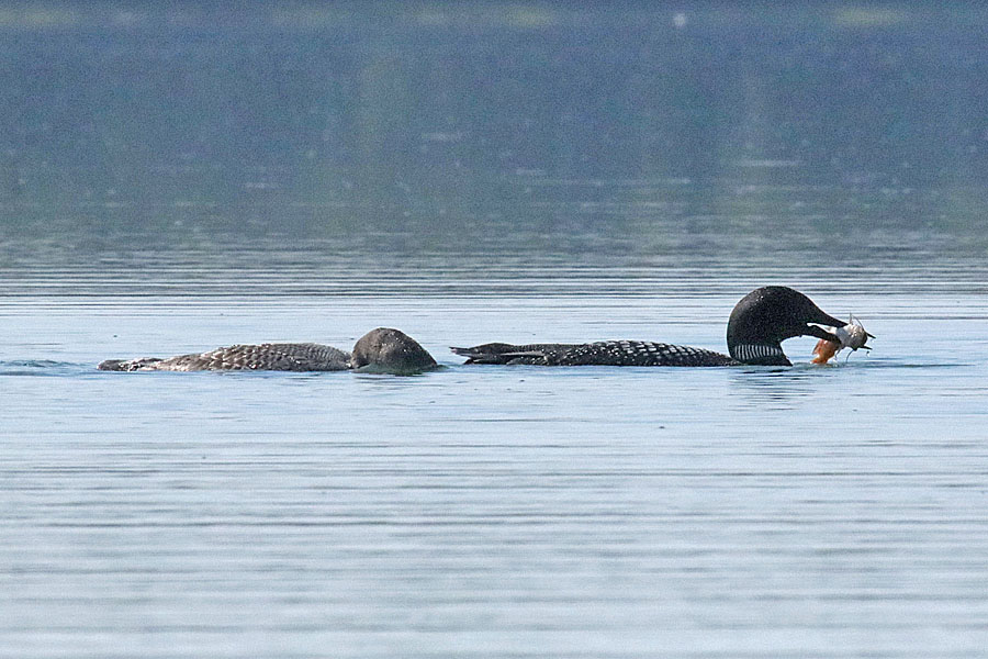 Loon with fish