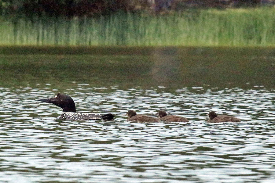 Loon with 3 Chicks
