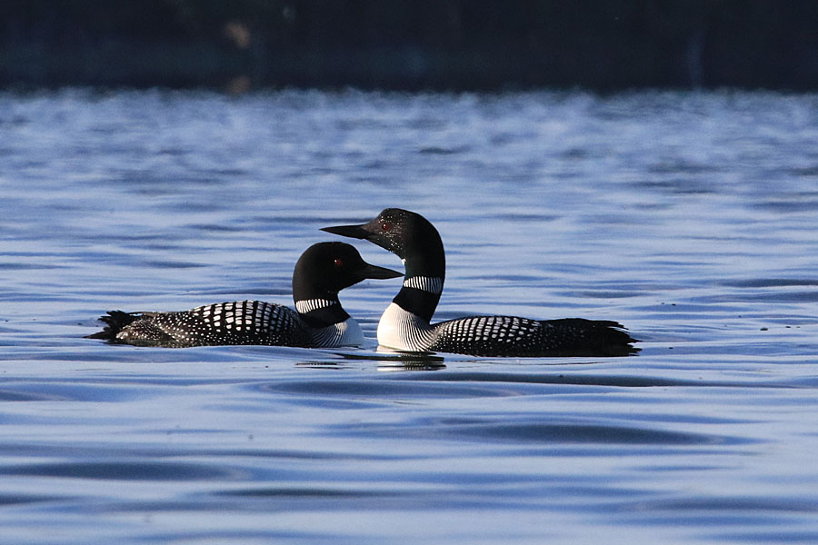 Loon Exchange