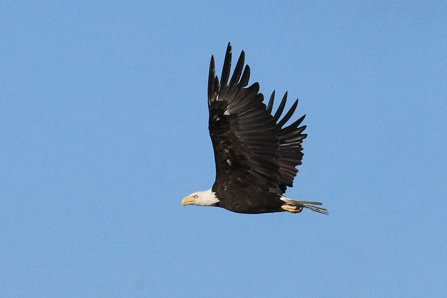 Eagle
