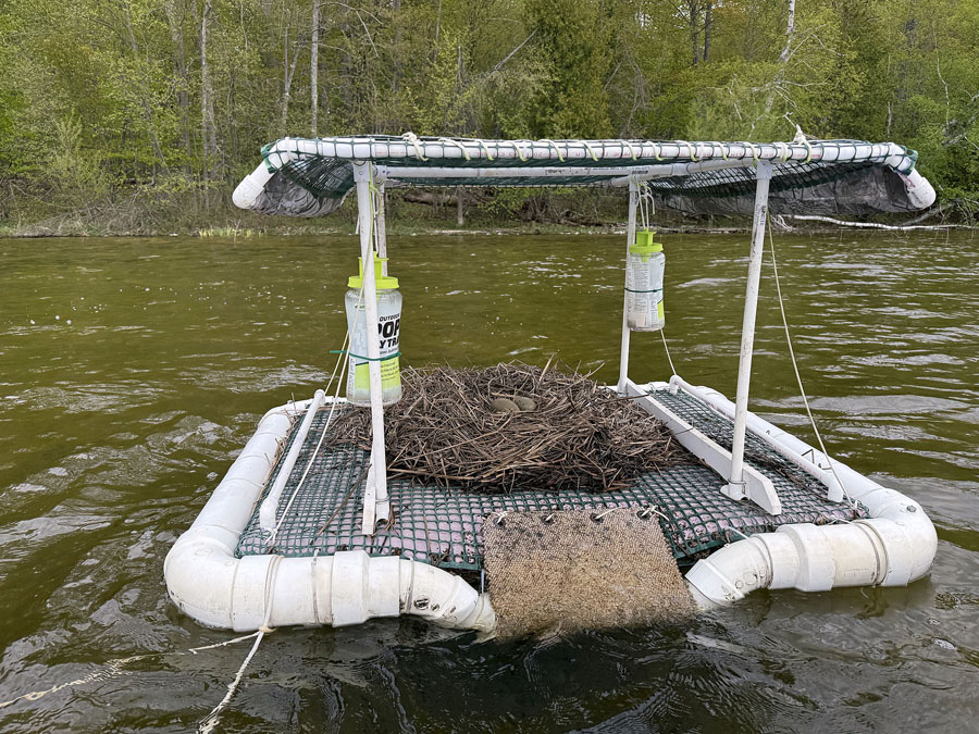 Loon Nest
