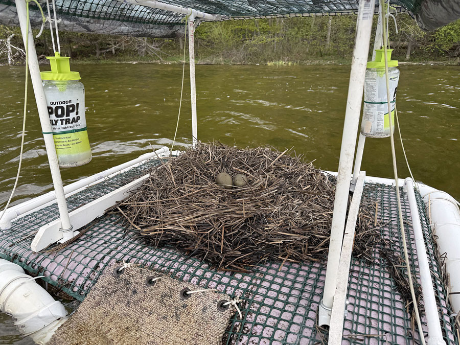Loon Nest